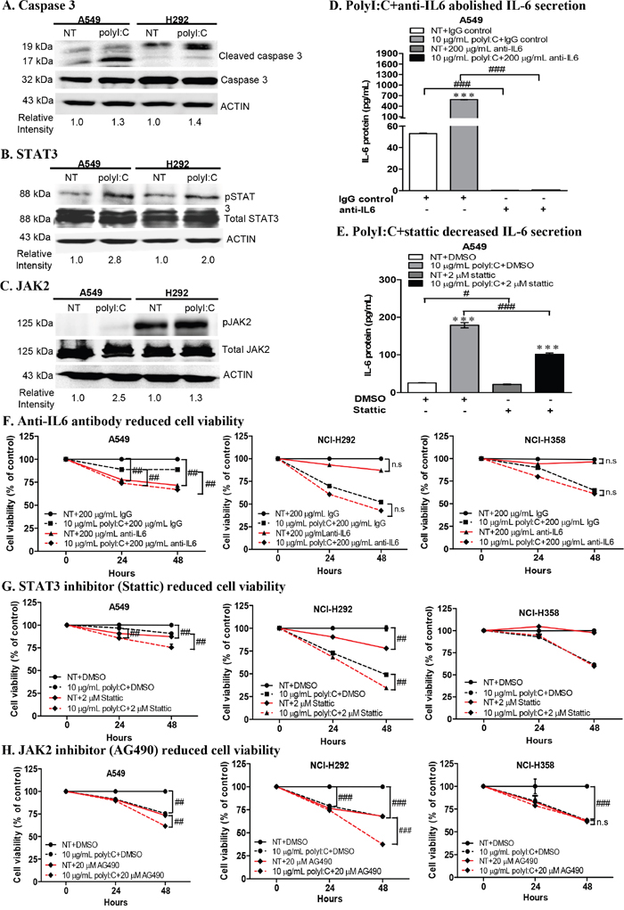 PolyI:C increased caspase 3, STAT3, JAK2 activities and combinatorial treatment with polyI:C+anti-IL6 or polyI:C+inhibitors (Stattic /AG490) enhanced the polyI:C-killing of A549 and NCI-H292.