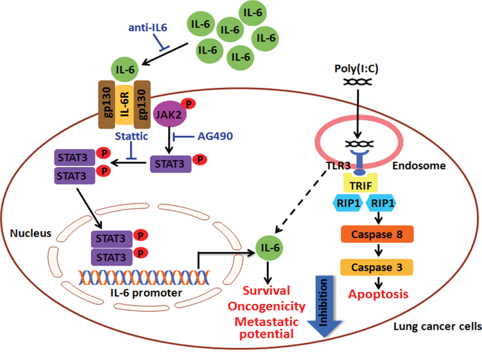 A hypothetical mechanism of polyI:C-suppression of survival, oncogenicity and metastatic potential of lung cancer cells.