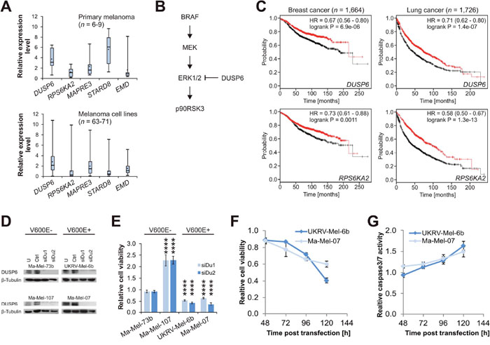 DUSP6 is a context-specific synthetic lethal target in melanoma.