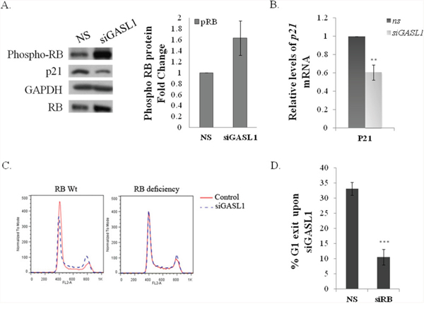 The effect of GASL1 silencing on cell cycle distribution requires pRB.