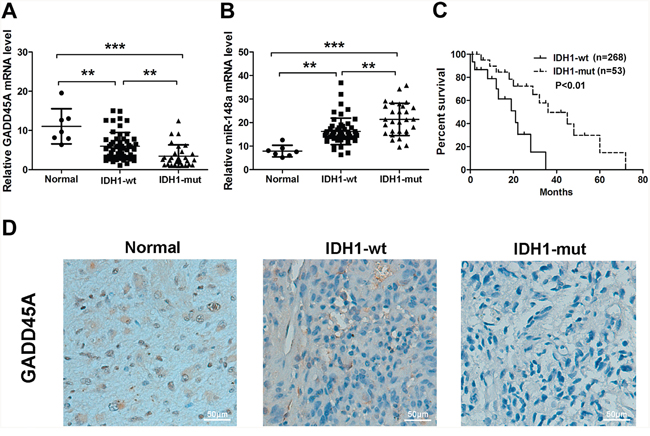 GADD45A and miR-148a expression in normal tissues and IDH1WT or IDH1R132H glioma tissues.