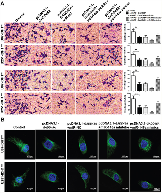 miR-148a partly increases cell migration and invasion and &#x03B2;-catenin distribution by downregulating GADD45A in IDH1WT glioblastoma cells.