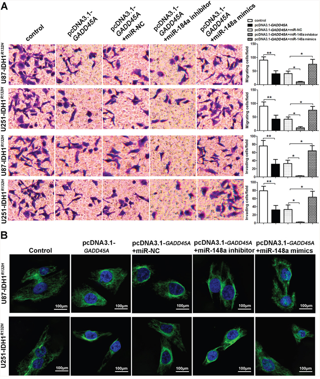 miR-148a increases cell migration and invasion and &#x03B2;-catenin distribution by inhibiting GADD45A in IDH1R132H U87 and U251 cells.