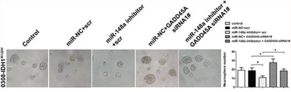 GADD45A inhibits the effects of miR-148a on IDH1R132H GSC neurosphere formation.