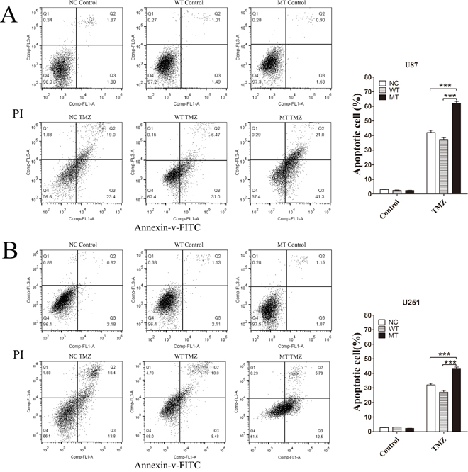 Flow cytometry analysis of cell apoptosis induced by TMZ.