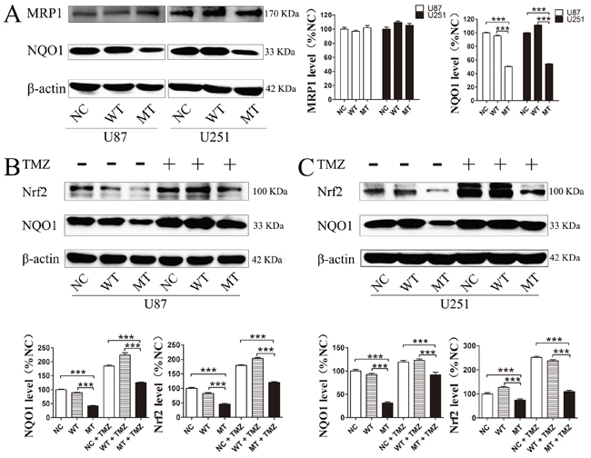 Nrf2, NQO1 and MRP1 proteins level in IDH1 R132H overexpressing U87 cells and U251 cells.