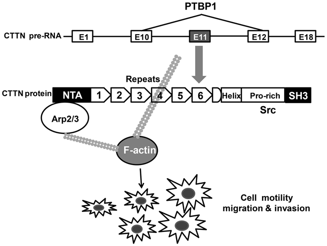 Proposed schema of PTBP1-alternative splicing of CTTN pathway in the study.