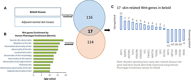 The schematic protocol for stepwise bioinformatics identifying the 17 skin-related keloid-aberrant Wnt-genes.