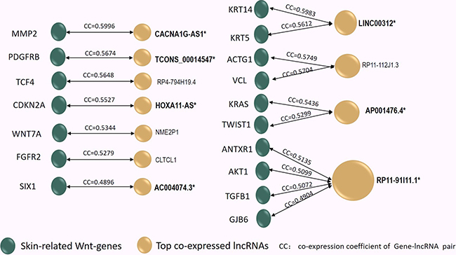 The co-expression coefficient (CC) of the 17 skin-related Wnt-genes (Green Dots) interacting to 11 top co-expressed lncRNAs (Yellow Dots) was in-pair illustrated in the Figure 3.