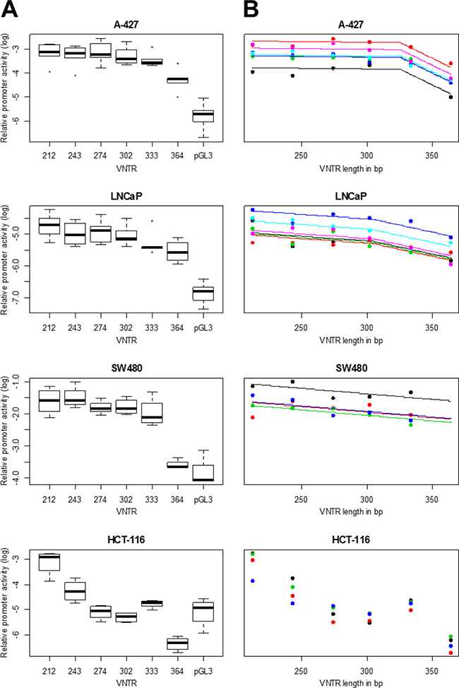 MNS16A promoter activity in different cancer cell lines.