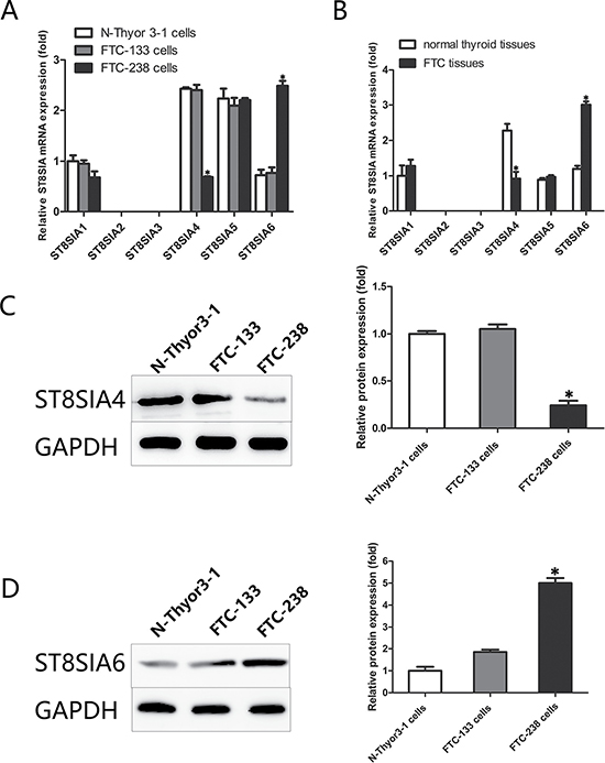 Within the ST8SIA family, ST8SIA4 and ST8SIA6 are significantly altered in FTC.