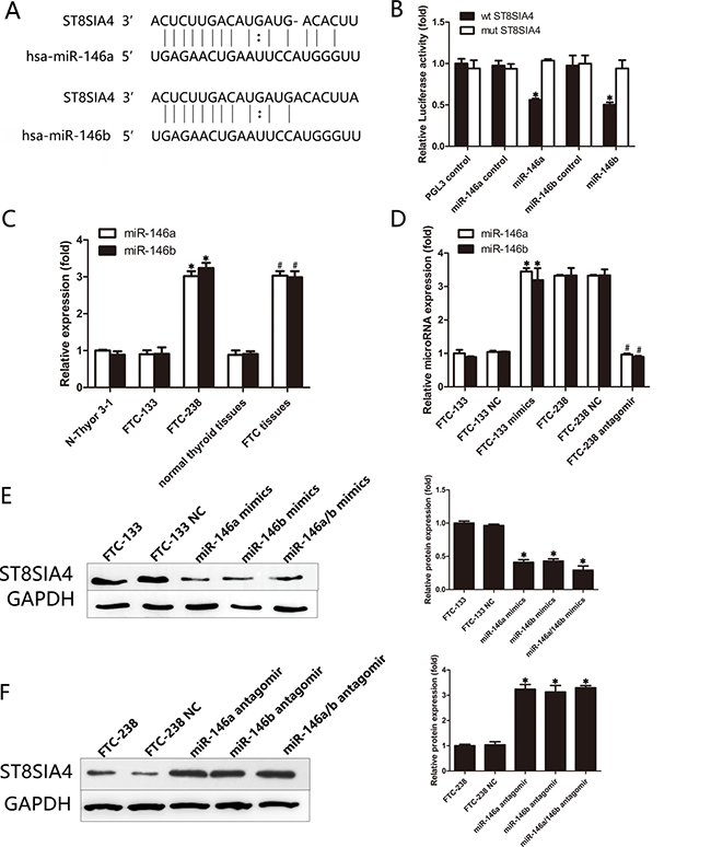 miR-146a/b can directly target and inhibit the expression of ST8SIA4.
