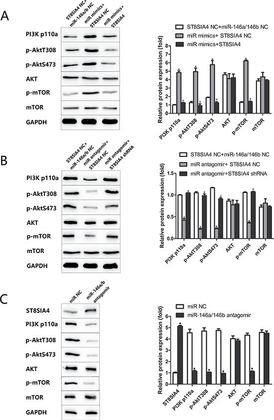 miR-146a/b is inversely correlated with ST8SIA4 in FTC and associated with the activation of the PI3K-AKT-mTOR signalling pathway.