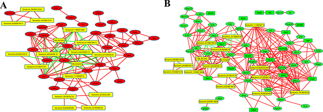 The co-expression network of the coding genes comparing P1 and P7, with the highly-dysregulated lncRNAs.