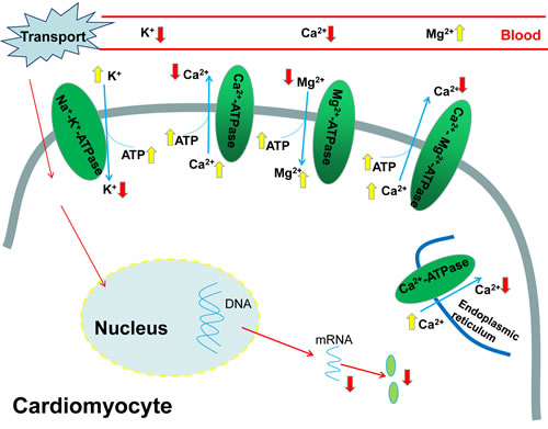 The pathway of transport stress induced ionic disorder in the heart and serum.