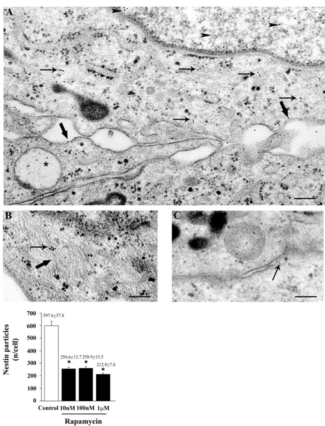 Rapamycin dose-dependently reduces nestin immune-cytochemistry.