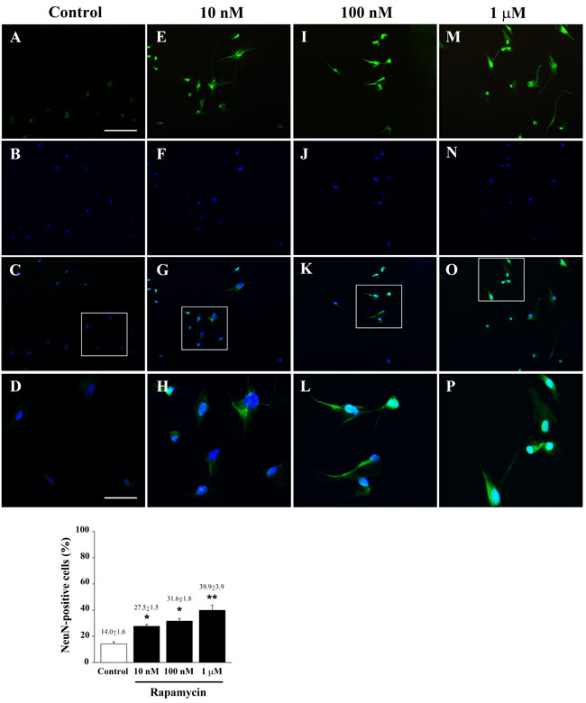 Rapamycin dose-dependently increases NeuN immune-fluorescence.