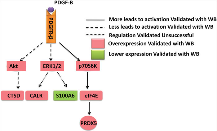 A schematic diagram of PDGF-B signaling network in gastric cancer.
