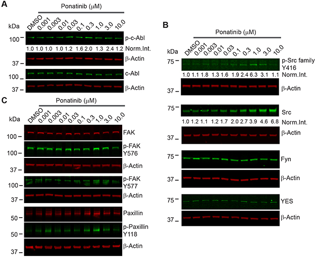 Ponatinib decreased merlin-deficient HSC viability independent of ABL/SRC/FAK pathway inhibition.