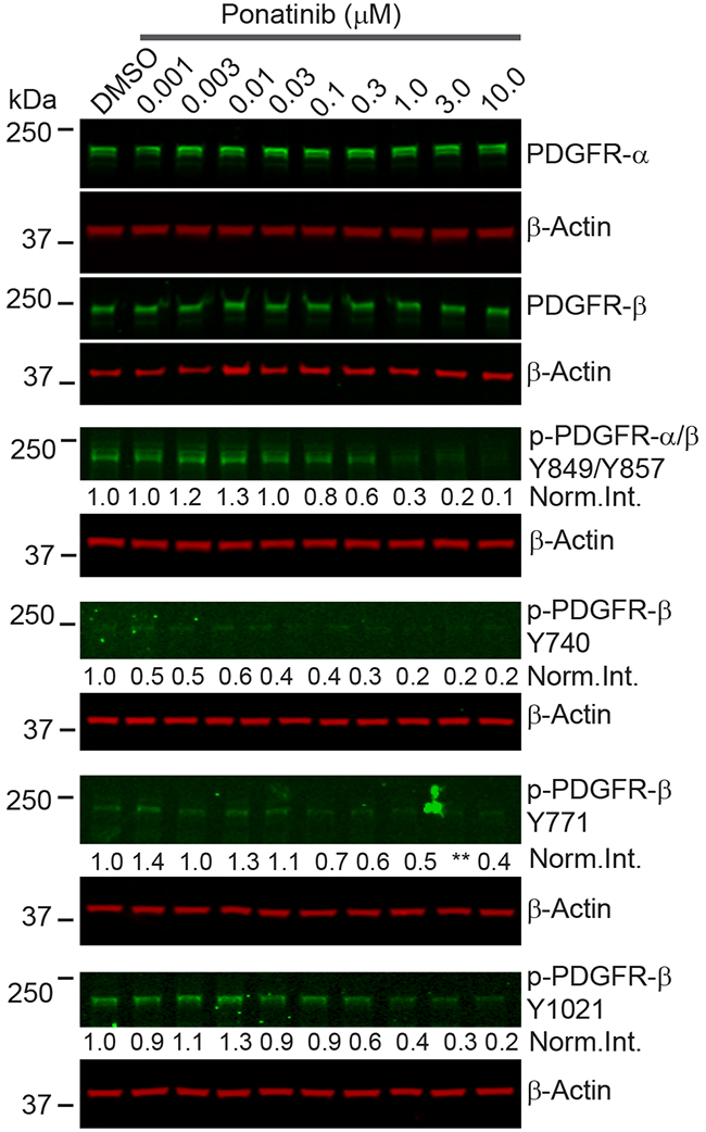 Ponatinib inhibited PDGFR&#x03B1;/&#x03B2; phosphorylation in merlin-deficient HSC.