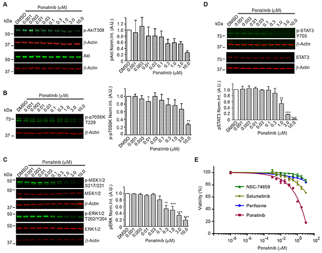 Downstream signaling pathways inhibited by ponatinib in merlin-deficient HSC.