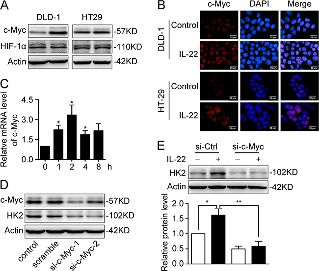 c-Myc was responsible for IL22-induced upregulation of HK2.