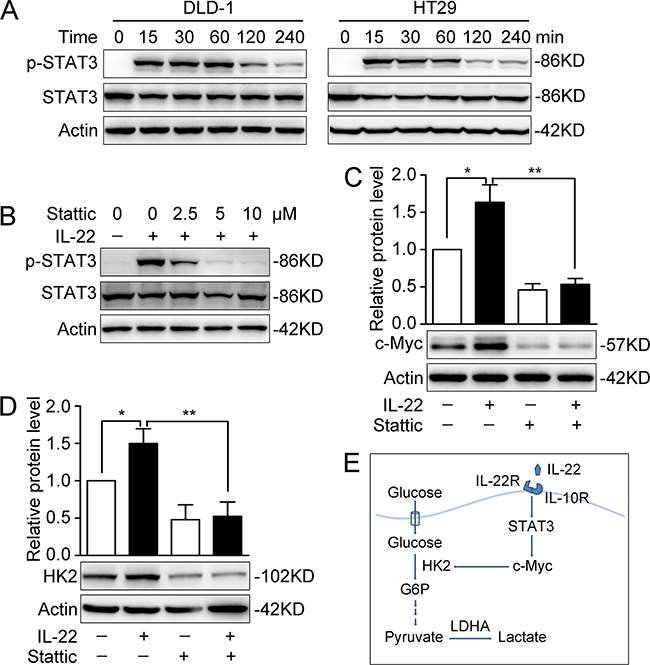 Activated STAT3 was involved in promoting aerobic glycolysis by IL-22.