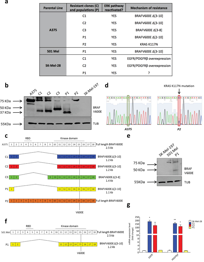 Mechanisms of acquired resistance displayed by vemurafenib-resistant clones and populations obtained from A375, 501 Mel and SK-Mel-28 cells.