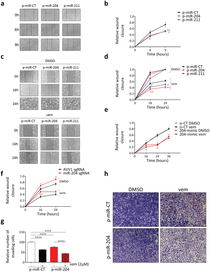 miR-204 mediates the anti-motility activity of vemurafenib in amelanotic melanoma cells.