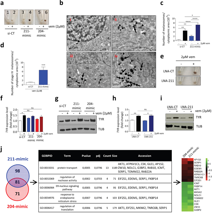 miR-211 mediates the pro-pigmentation activity of vemurafenib in melanotic melanoma cells.