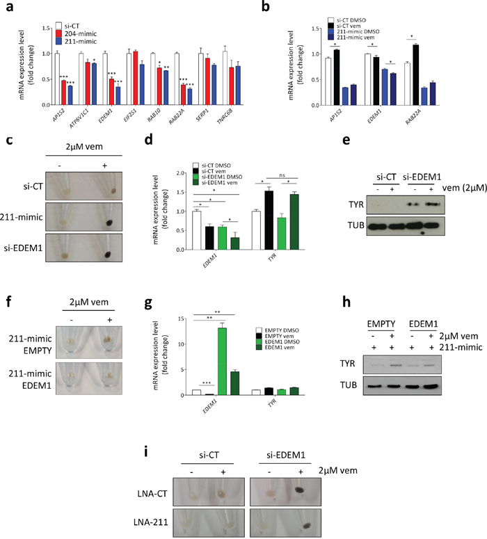 miR-211 promotes pigmentation by targeting EDEM1.