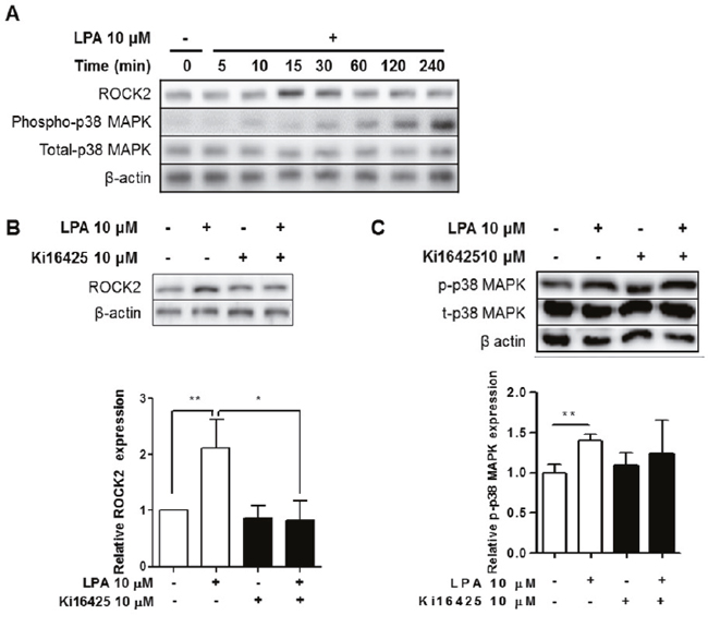 LPA induced ROCK2 and p38 MAPK activation via LPAR signaling in splenocytes.