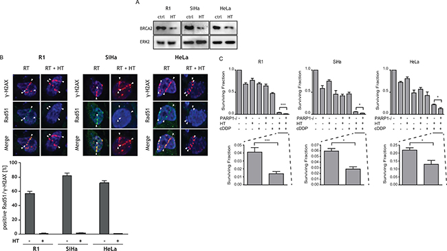 The effects of PARP1-i, HT, cDDP and combined treatments on BRCA2, Rad51 and cell survival are shown.