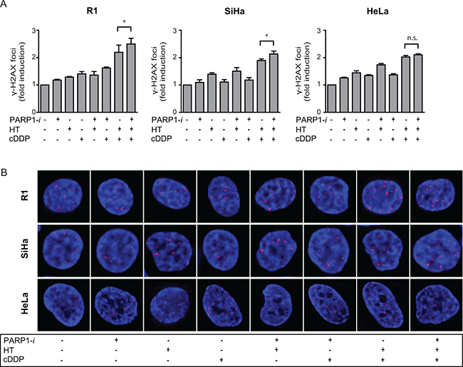 DSBs were analysed using the &#x03B3;-H2AX assay.