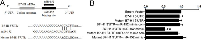 MiR-152 reduced luciferase activity via directly binding to 3&#x2032;-UTR of B7-H1.