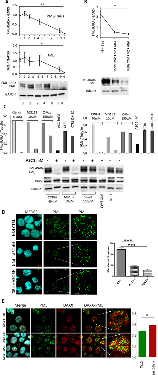 Degradation of PML/RARA hybrid and PML proteins following treatment with ASC.
