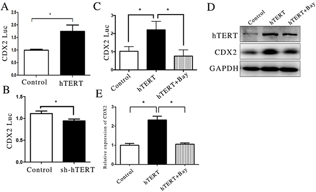 hTERT increase the activity of CDX2 promoter partly through NF-&#x03BA;B signaling pathway.