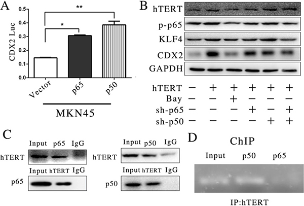 hTERT could bind with CDX2 promoter in intestinal metaplasia of gastric in the MKN45 cell line.