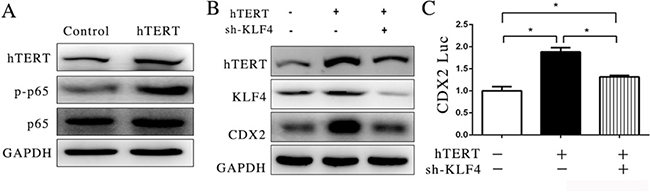 hTERT could interact with p65 to indirectly stimulate CDX2 expression.