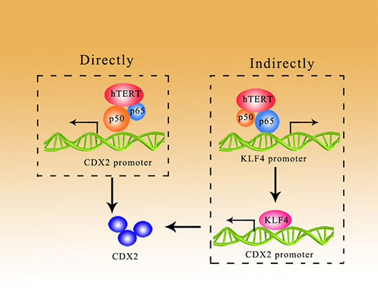 hTERT could promote the expression of CDX2 in a direct/indirect manner.