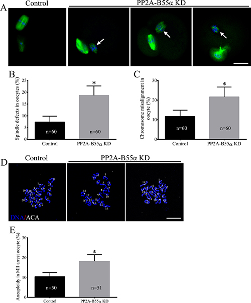 Knock down of PP2A-B55&#x03B1; impairs spindle assembly and chromosome alignment and increases the incidence of aneuploidy during oocyte meiosis.