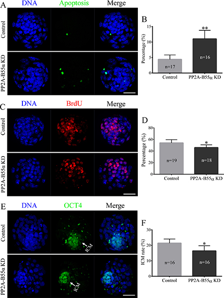 Knock down of PP2A-B55&#x03B1; affects the levels of apoptosis and cell proliferation in mouse embryos.