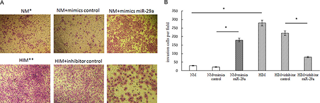 Effect of miR-29a on ER-positive breast cancer cell invasion.