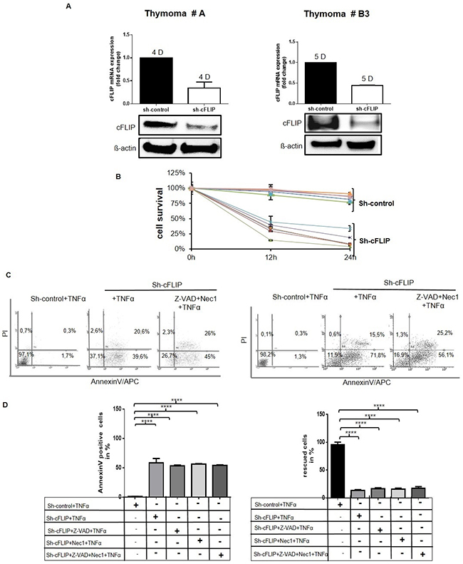 Sensitization of cultured TECs for TNF&#x03B1;-induced cell death following sh-cFLIP mediated knockdown pTECs from 2 different thymoma subtypes (A and B3) were transfected with either pU6neo-sh-cFLIP or scramble pU6neo-sh control plasmid.