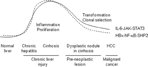 HCC-promoting HBx&#x2013;NF-&#x03BA;B&#x2013;SHP2 and IL-6&#x2013;JAK&#x2013;STAT3 pathways in the human liver.