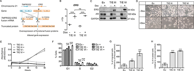 Stable T/E variant overexpression in LNCaP cells.