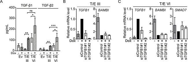TGF-&#x03B2; signaling in LNCaP-T/E cells.