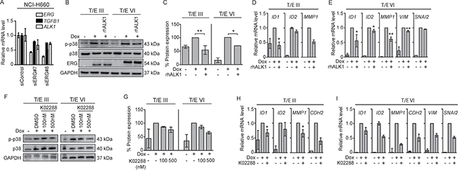 ALK1 inhibitors decrease T/E-induced ALK1 signaling.