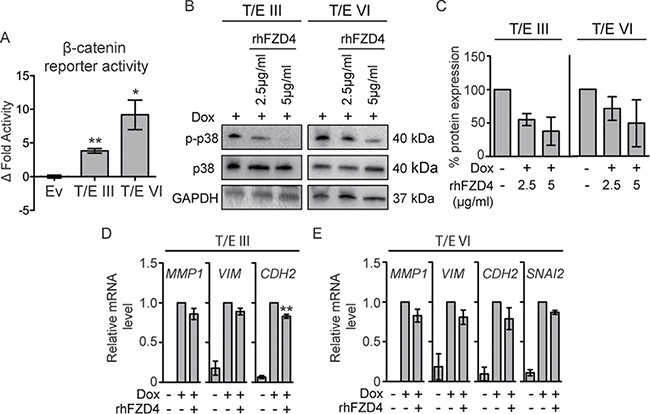 T/E expression induces FZD4-mediated &#x03B2;-catenin signaling in LNCaP cells.
