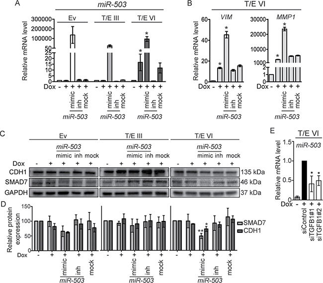 MiR-503 overexpression in T/E VI cells inhibits SMAD7 and CDH1.